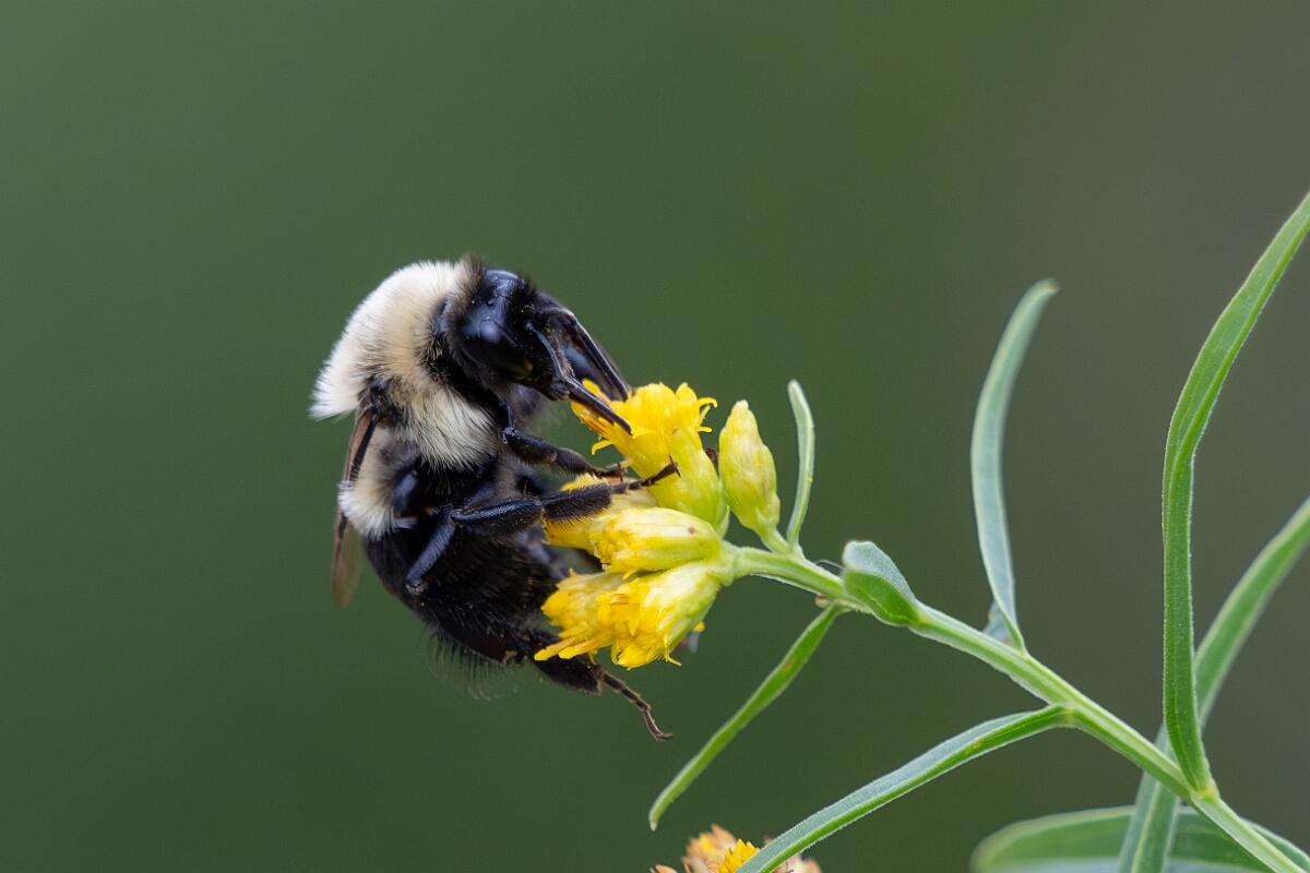 David Plant Photography - Wildlife Photography - Common Eastern Bumble Bee Bombus impatiens - F.jpg - Common Eastern Bumble Bee Bombus impatiens - Old Almonte Road, Manion Corners, Ontario