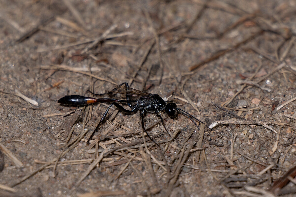 David Plant Photography - Wildlife Photography - Common thread-waisted wasp, Ammophila procera - A.jpg - Common thread-waisted wasp, Ammophila procera - Bruce Pit, Stony Swamp, Ontario