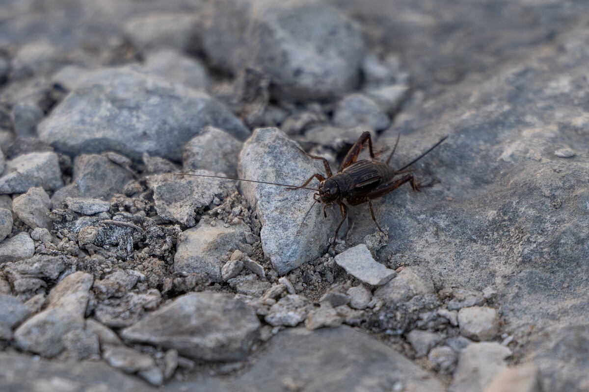 David Plant Photography - Wildlife Photography - Fall field cricket, Gryllus pennsylvanicus - A.jpg - Fall field cricket, Gryllus pennsylvanicus - Burnt Land Provincial Park, Ontario