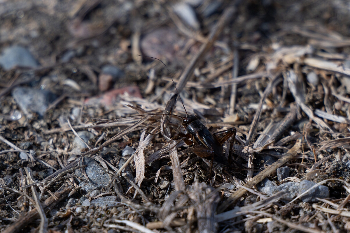 David Plant Photography - Wildlife Photography - Fall field cricket, Gryllus pennsylvanicus - B.jpg - Fall field cricket, Gryllus pennsylvanicus - Burnt Land Provincial Park, Ontario