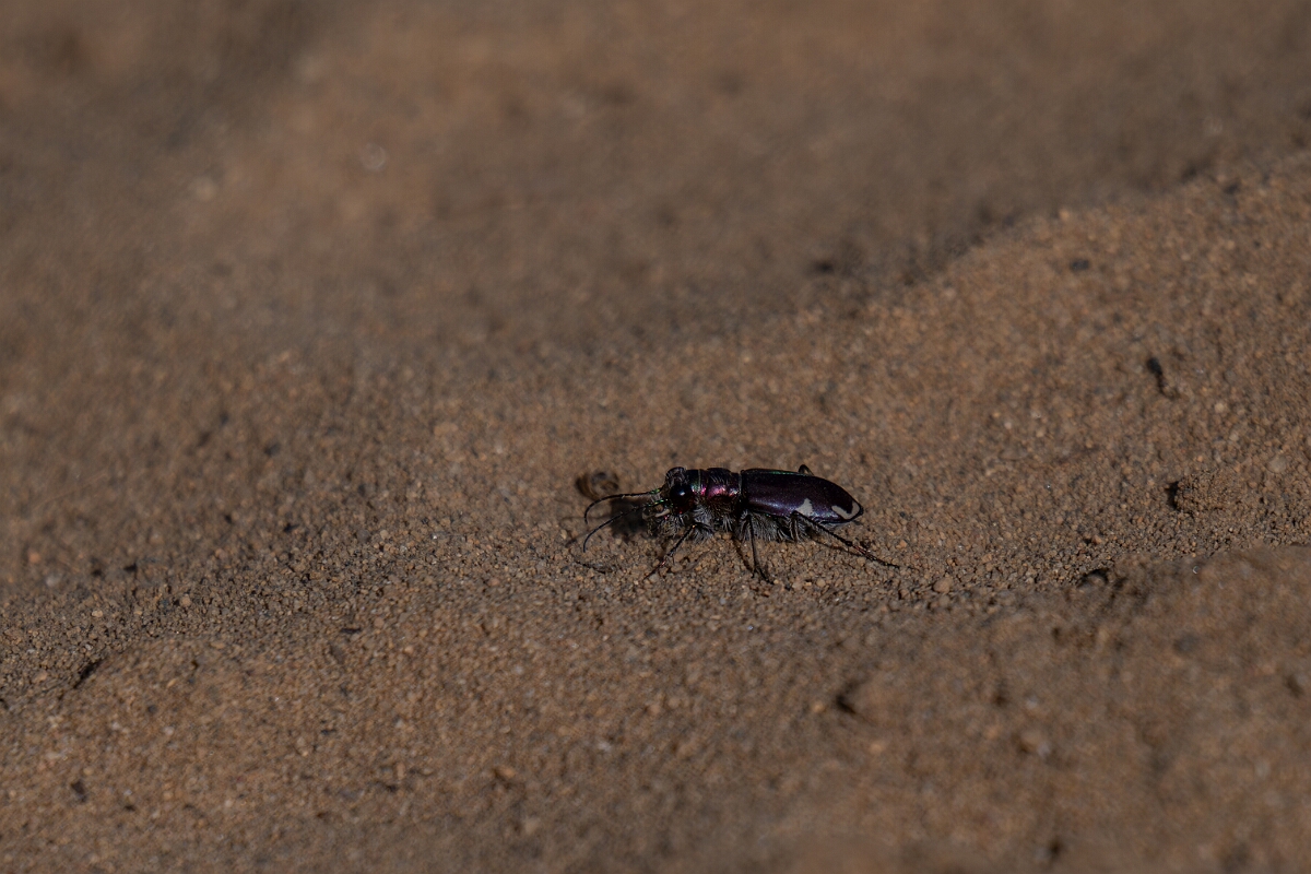 David Plant Photography - Wildlife Photography - Leconte's tiger beetle, Cicindela scutellaris lecontei - A.jpg - Leconte's tiger beetle, Cicindela scutellaris lecontei - Burnt Land Provincial Park, Ontario