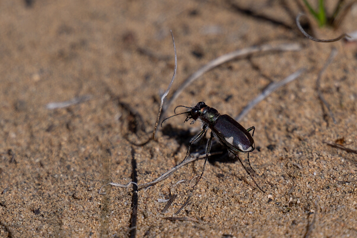 David Plant Photography - Wildlife Photography - Leconte's tiger beetle, Cicindela scutellaris lecontei - B.jpg - Leconte's tiger beetle, Cicindela scutellaris lecontei - Burnt Land Provincial Park, Ontario