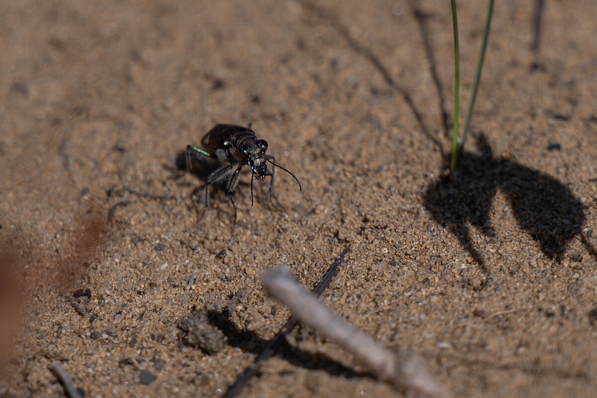 David Plant Photography - Wildlife Photography - Leconte's tiger beetle, Cicindela scutellaris lecontei - D.jpg - Leconte's tiger beetle, Cicindela scutellaris lecontei - Burnt Land Provincial Park, Ontario
