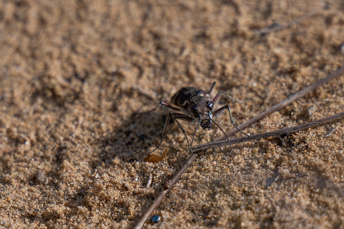 David Plant Photography - Wildlife Photography - Oblique-lined tiger beetle, Cicindela tranquebarica - A.jpg - Oblique-lined tiger beetle, Cicindela tranquebarica - Burnt Land Provincial Park, Ontario