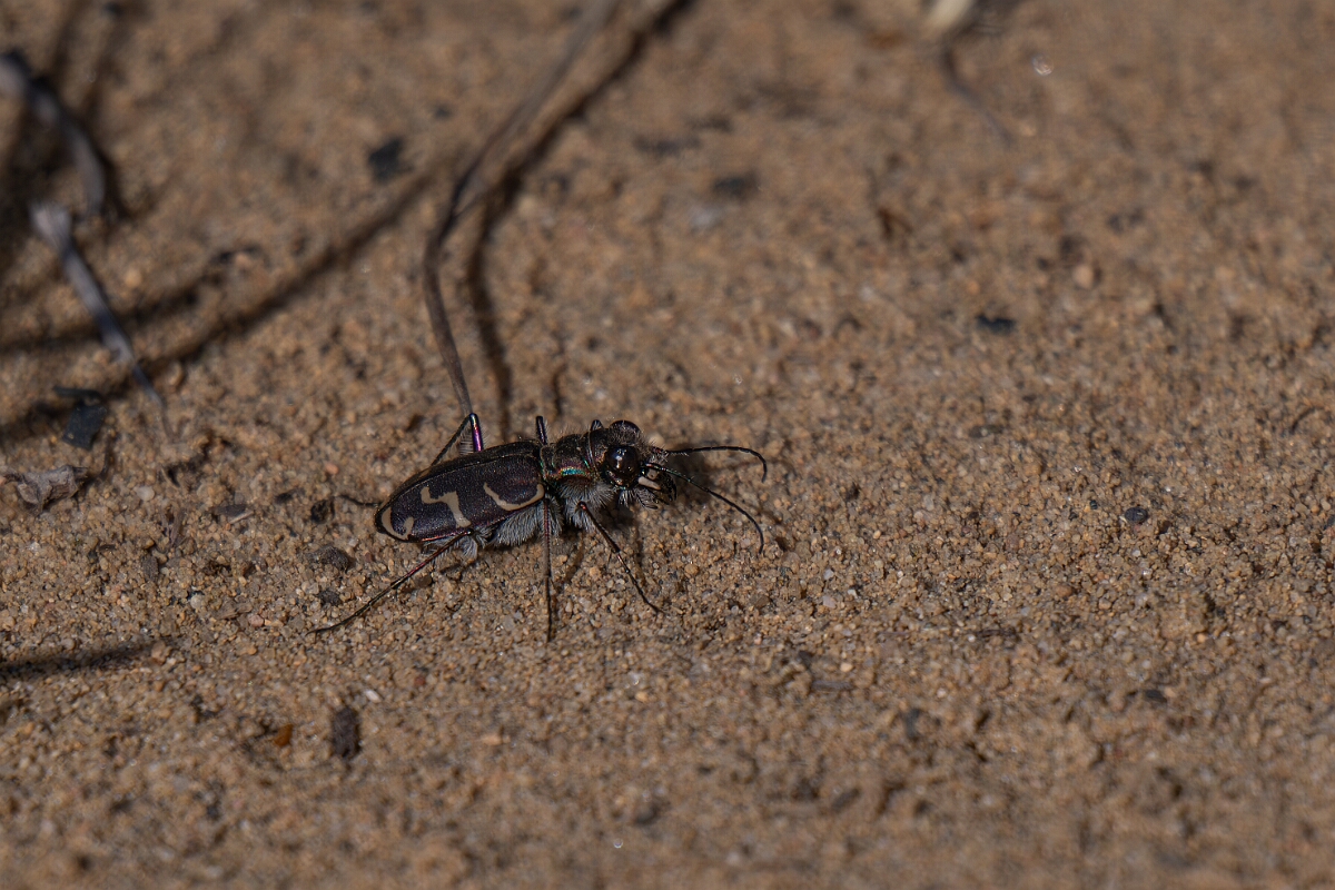 David Plant Photography - Wildlife Photography - Oblique-lined tiger beetle, Cicindela tranquebarica - B.jpg - Oblique-lined tiger beetle, Cicindela tranquebarica - Burnt Land Provincial Park, Ontario
