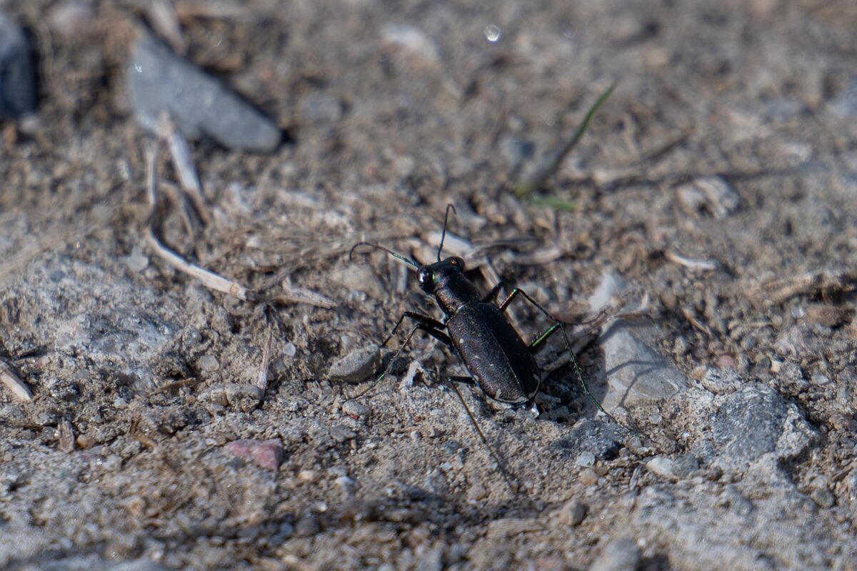David Plant Photography - Wildlife Photography - Punctured tiger beetle, Cicindelidia punctulata - A.jpg - Punctured tiger beetle, Cicindelidia punctulata - Burnt Land Provincial Park, Ontario