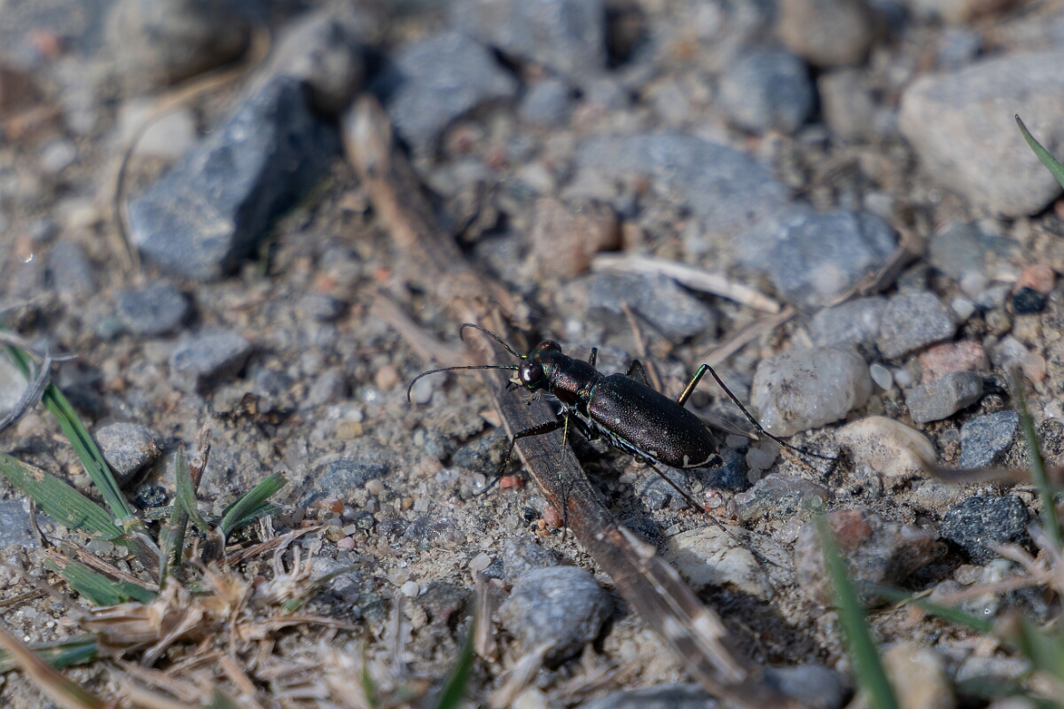David Plant Photography - Wildlife Photography - Punctured tiger beetle, Cicindelidia punctulata - B.jpg - Punctured tiger beetle, Cicindelidia punctulata - Burnt Land Provincial Park, Ontario