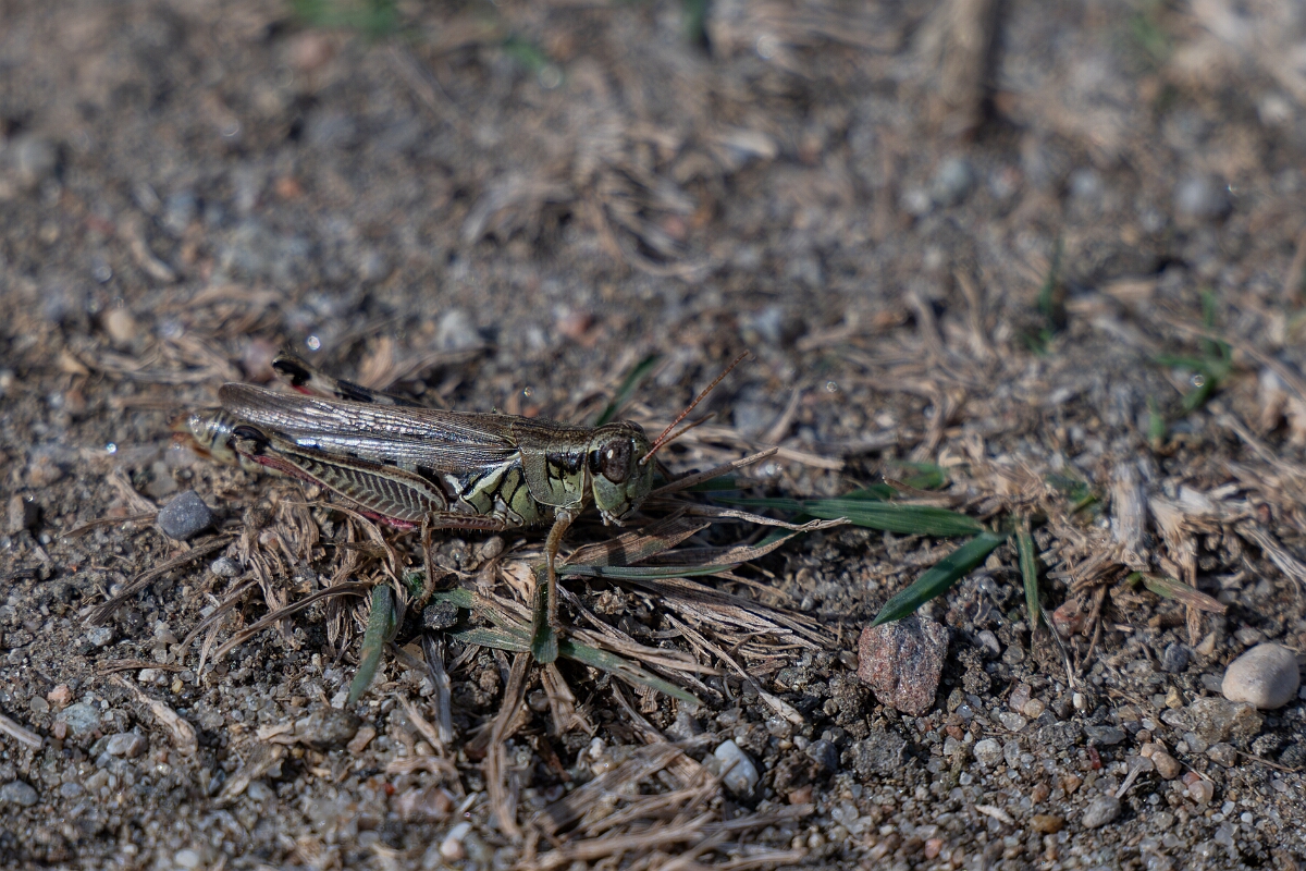 David Plant Photography - Wildlife Photography - Red-legged grasshopper, Melanoplus femurrubrum - A.jpg - Red-legged grasshopper, Melanoplus femurrubrum - Burnt Land Provincial Park, Ontario