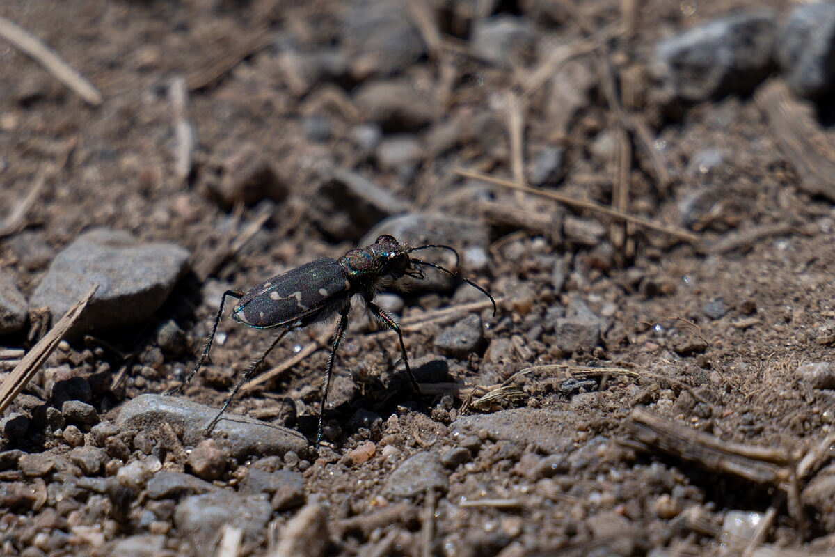 David Plant Photography - Wildlife Photography - Twelve-spotted tiger beetle, Cicindela duodecimguttata - A.jpg - Twelve-spotted tiger beetle, Cicindela duodecimguttata - Long Island, Rideau River, Ontario