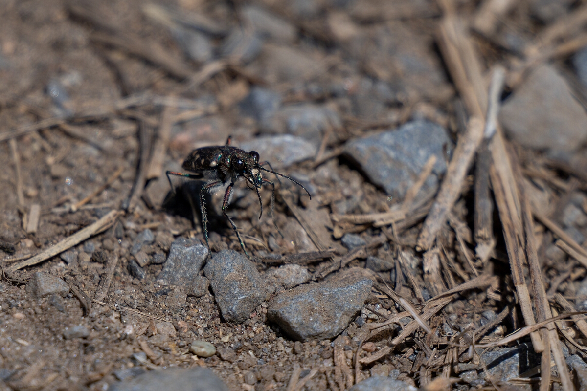 David Plant Photography - Wildlife Photography - Twelve-spotted tiger beetle, Cicindela duodecimguttata - B.jpg - Twelve-spotted tiger beetle, Cicindela duodecimguttata - Long Island, Rideau River,