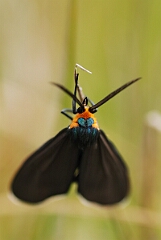 David Plant Photography - Wildlife Photographer - Ctenucha virginica - A