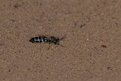 David Plant Photography - Wildlife Photography - American sand wasp, Bembix americana - A