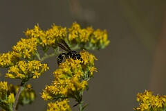David Plant Photography - Wildlife Photography - Ancistrocerus capra - B