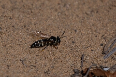 David Plant Photography - Wildlife Photography - Bicyrtes ventralis - A