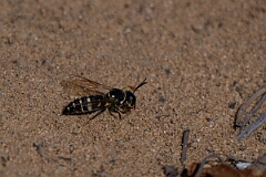 David Plant Photography - Wildlife Photography - Bicyrtes ventralis - B