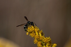 David Plant Photography - Wildlife Photography - Catskill potter wasp, Ancistrocerus catskill - A