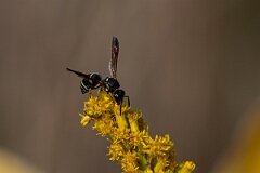David Plant Photography - Wildlife Photography - Catskill potter wasp, Ancistrocerus catskill - B