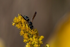 David Plant Photography - Wildlife Photography - Catskill potter wasp, Ancistrocerus catskill - C