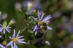David Plant Photography - Wildlife Photography - Common Eastern Bumble Bee Bombus impatiens - A