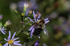 David Plant Photography - Wildlife Photography - Common Eastern Bumble Bee Bombus impatiens - B