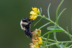David Plant Photography - Wildlife Photography - Common Eastern Bumble Bee Bombus impatiens - D