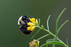David Plant Photography - Wildlife Photography - Common Eastern Bumble Bee Bombus impatiens - E