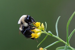 David Plant Photography - Wildlife Photography - Common Eastern Bumble Bee Bombus impatiens - F