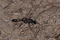 David Plant Photography - Wildlife Photography - Common thread-waisted wasp, Ammophila procera - A