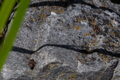 David Plant Photography - Wildlife Photography - Eastern boxelder bug, Boisea trivittata - A