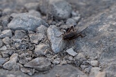 David Plant Photography - Wildlife Photography - Fall field cricket, Gryllus pennsylvanicus - A