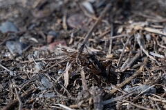 David Plant Photography - Wildlife Photography - Fall field cricket, Gryllus pennsylvanicus - B