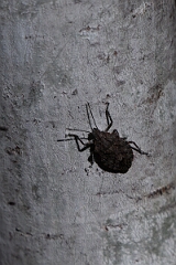 David Plant Photography - Wildlife Photography - Four-humped stink bug, Brochymena quadripustulata - A