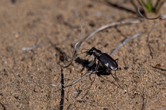 David Plant Photography - Wildlife Photography - Leconte's tiger beetle, Cicindela scutellaris lecontei - B