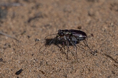 David Plant Photography - Wildlife Photography - Leconte's tiger beetle, Cicindela scutellaris lecontei - C
