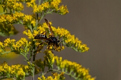 David Plant Photography - Wildlife Photography - Northern paper wasp, Polistes fuscatus - A