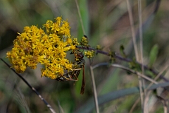 David Plant Photography - Wildlife Photography - Northern paper wasp, Polistes fuscatus - B