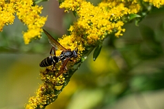 David Plant Photography - Wildlife Photography - Northern paper wasp, Polistes fuscatus - C