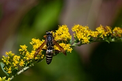 David Plant Photography - Wildlife Photography - Northern paper wasp, Polistes fuscatus - D