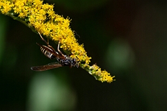 David Plant Photography - Wildlife Photography - Northern paper wasp, Polistes fuscatus - E