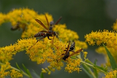 David Plant Photography - Wildlife Photography - Northern paper wasp, Polistes fuscatus - F