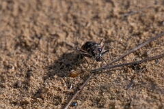 David Plant Photography - Wildlife Photography - Oblique-lined tiger beetle, Cicindela tranquebarica - A