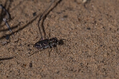 David Plant Photography - Wildlife Photography - Oblique-lined tiger beetle, Cicindela tranquebarica - B