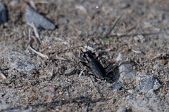 David Plant Photography - Wildlife Photography - Punctured tiger beetle, Cicindelidia punctulata - A