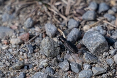 David Plant Photography - Wildlife Photography - Punctured tiger beetle, Cicindelidia punctulata - C