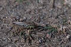 David Plant Photography - Wildlife Photography - Red-legged grasshopper, Melanoplus femurrubrum - A