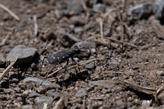 David Plant Photography - Wildlife Photography - Twelve-spotted tiger beetle, Cicindela duodecimguttata - A