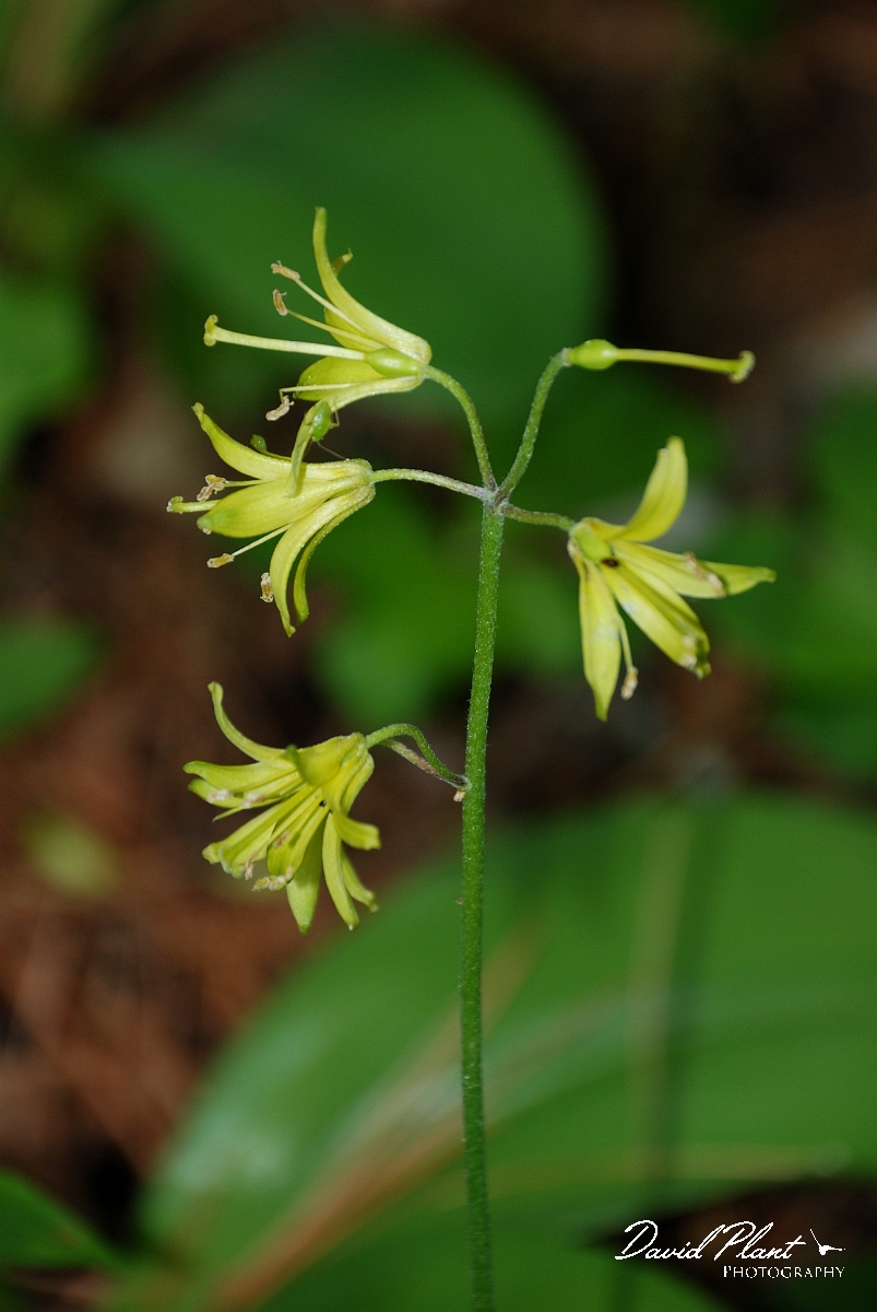 David Plant Photography - Wildlife Photographer - Bluebead lily - A.jpg - Bluebead lily flowers- Algonquin, ON