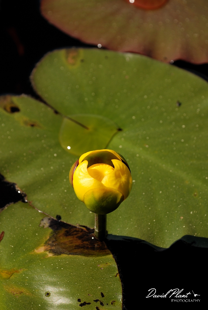 David Plant Photography - Wildlife Photographer - Bullhead lily - A.jpg - Bullhead lily flower - Algonquin, ON