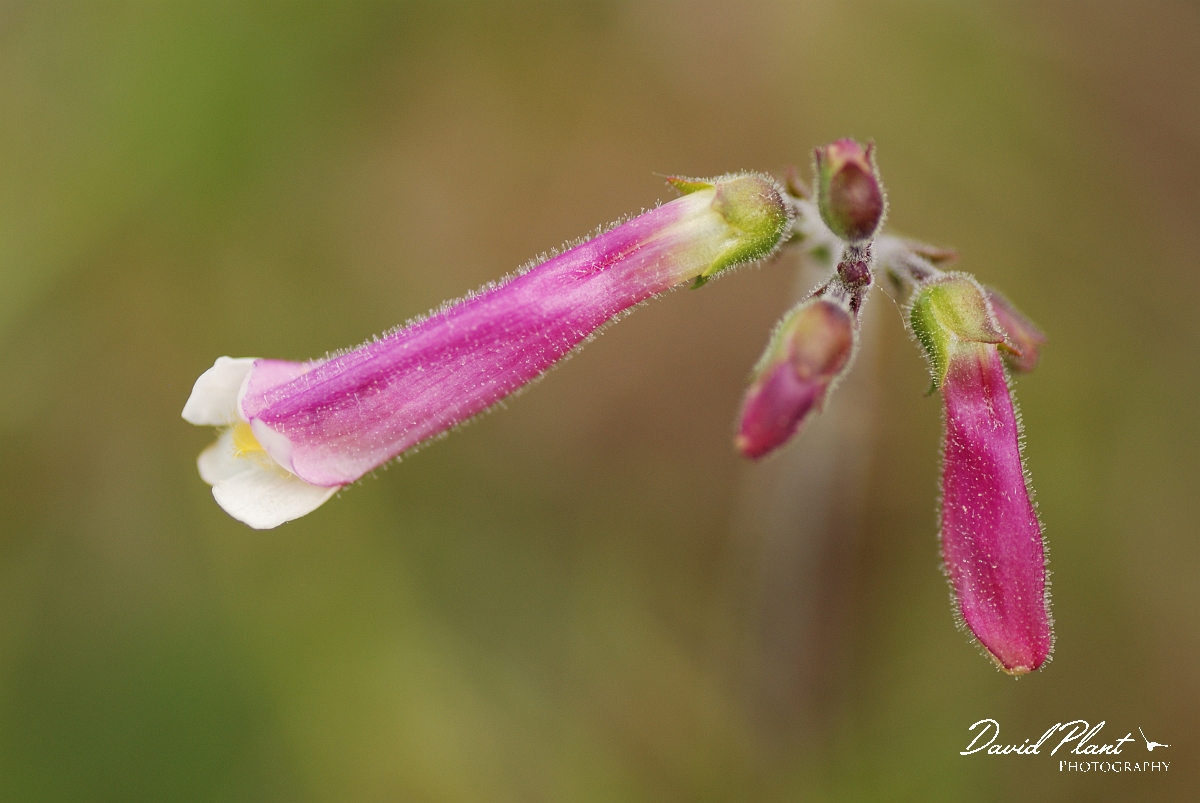 David Plant Photography - Wildlife Photographer - Hairy beardtongue - A.jpg - Hairy beardtongue - Burnt Lands, ON
