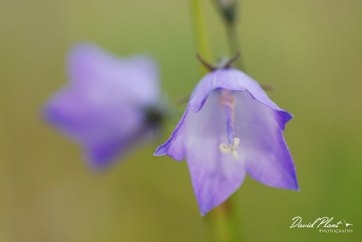 David Plant Photography - Wildlife Photographer - Harebell - A.jpg - Harebell flower - Burnt Lands, ON
